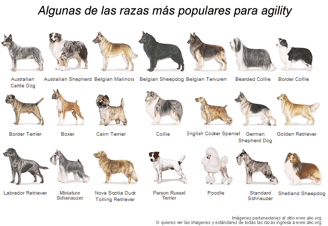 esxel: CLASES DE PERROS