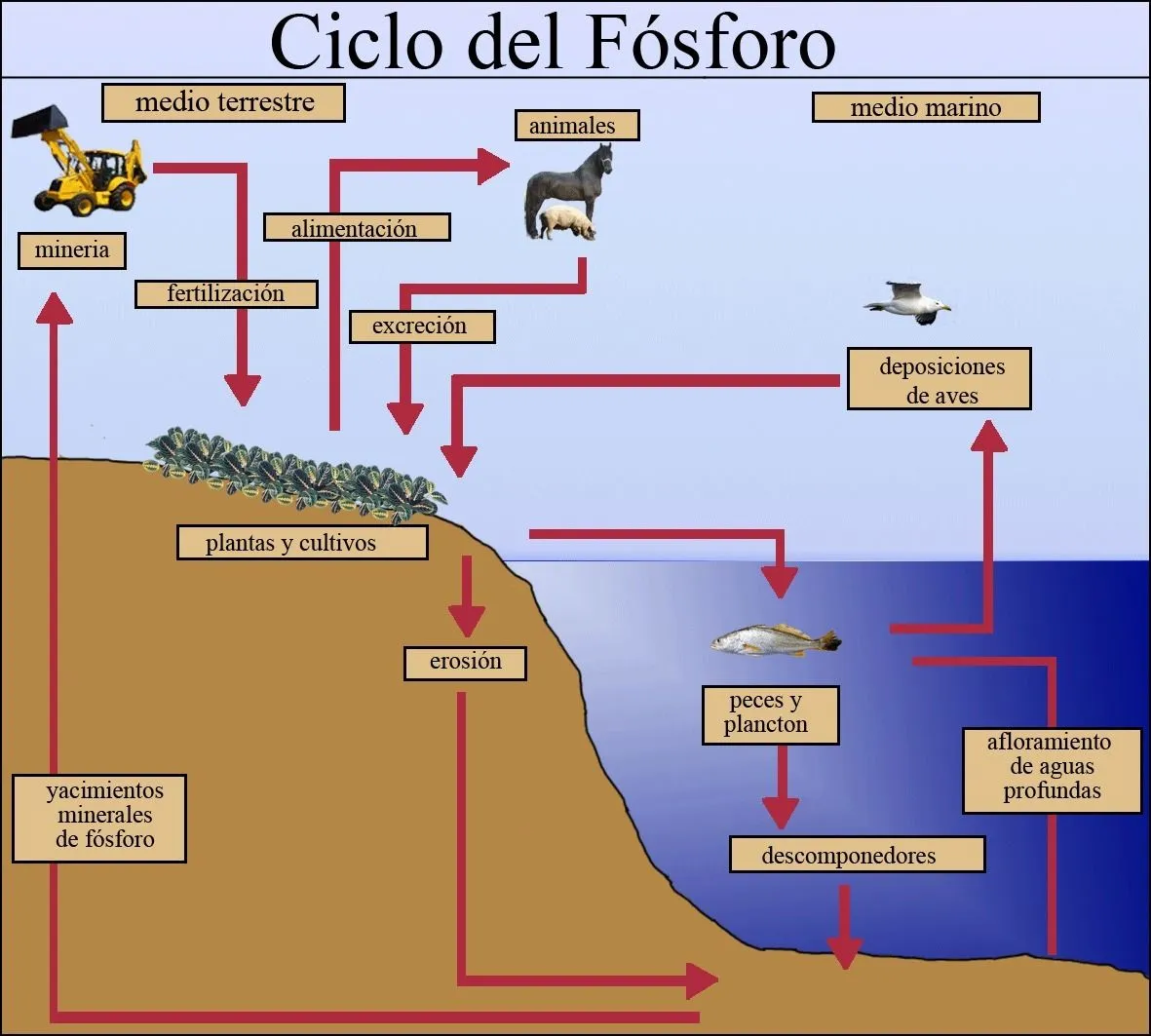 etapa del ciclo fosforo - Brainly.lat