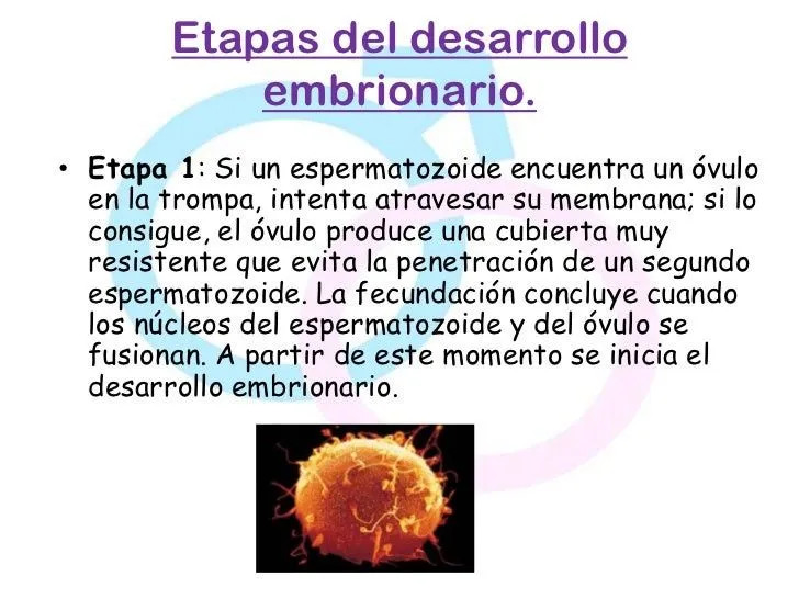 etapas-del-desarrollo- ...