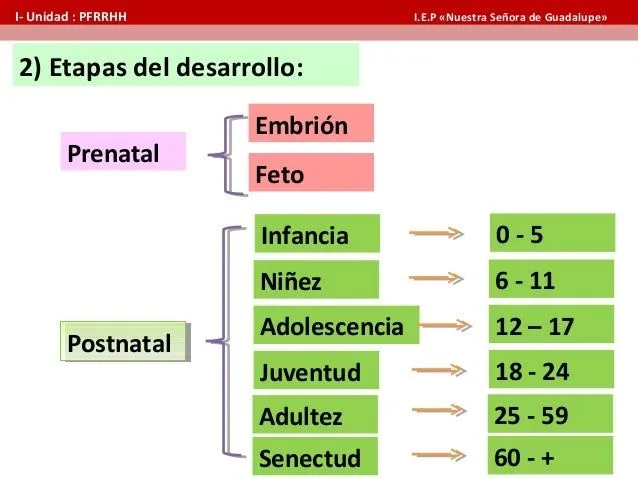 etapas-del-desarrollo-humano-7 ...