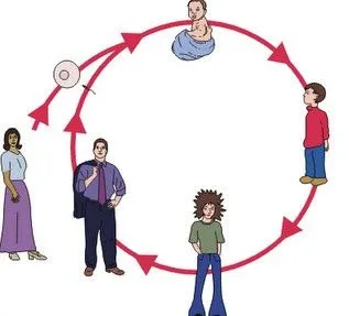 Etapas de desarrollo