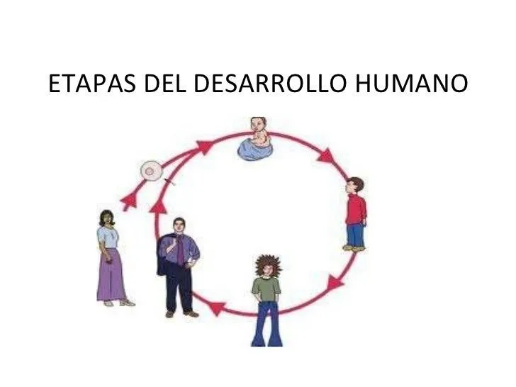 Etapas del desarrollo humano