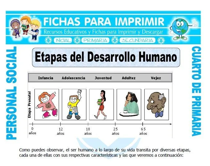 Etapas del Desarrollo Humano para Cuarto de Primaria - Ficha Gratis Etapas del Desarrollo Humano para Cuarto de Primaria - Ficha Gratis
