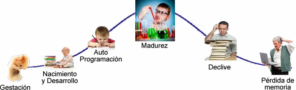 Neurociencia e Inteligencia Artificial: CICLO DE VIDA DEL CEREBRO