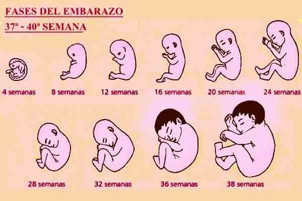 Etapas del desarrollo humano: La Reproducción: julio 2015 Etapas del desarrollo humano: La Reproducción: julio 2015