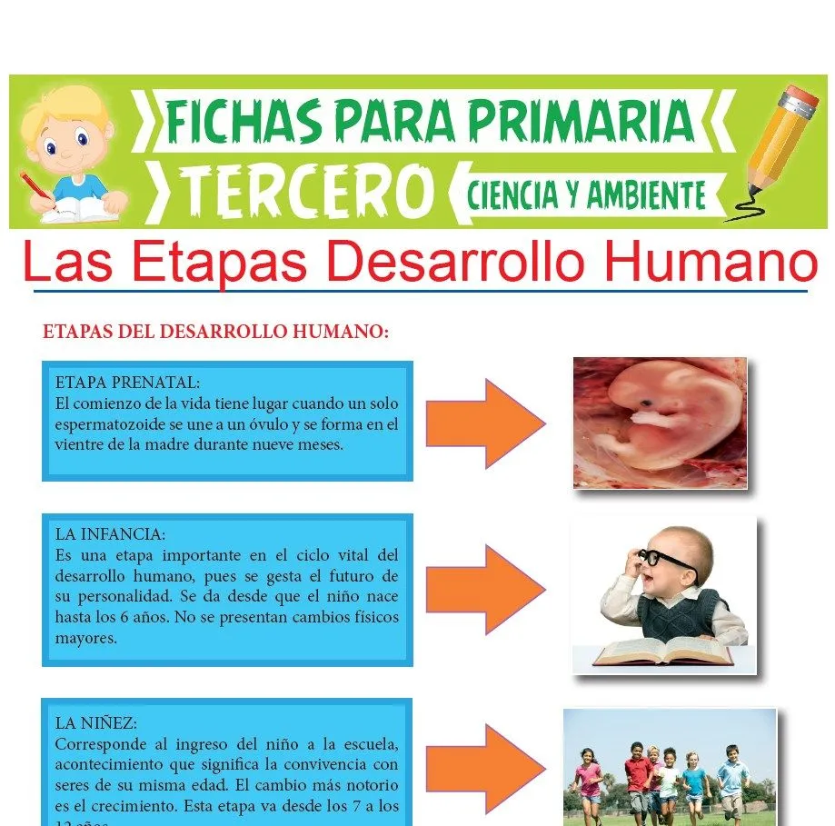 Las Etapas Desarrollo Humano para Tercer Grado de Primaria Las Etapas Desarrollo Humano para Tercer Grado de Primaria