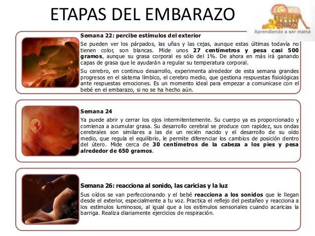 ETAPAS DEL EMBARAZO