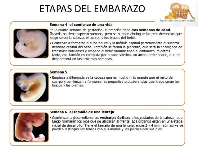 ETAPAS DEL EMBARAZO