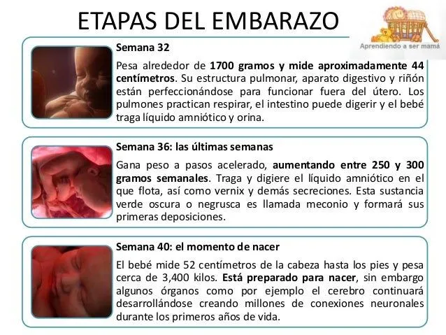 ETAPAS DEL EMBARAZO