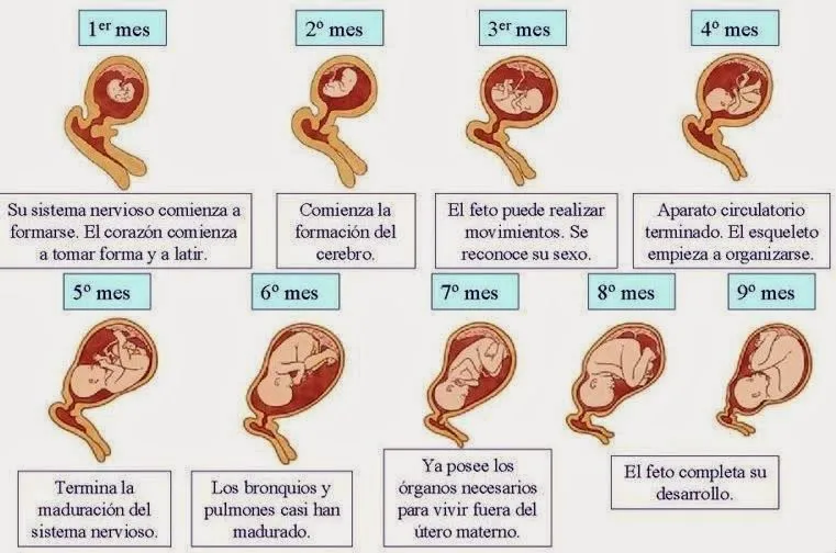 Las 9 etapas del embarazo - Imagui