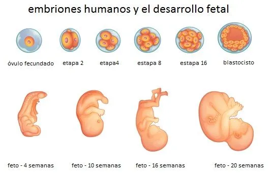 Etapas del embarazo mes a mes - Taringa!