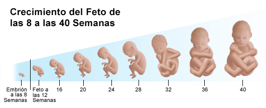 Las etapas del embarazo - Salud