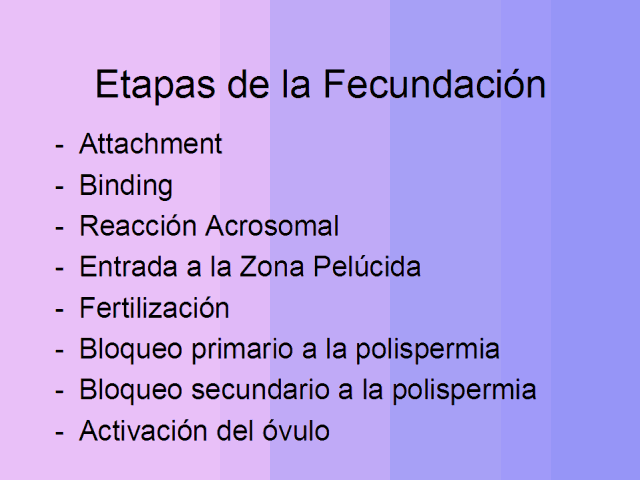 Etapas de la Fecundación