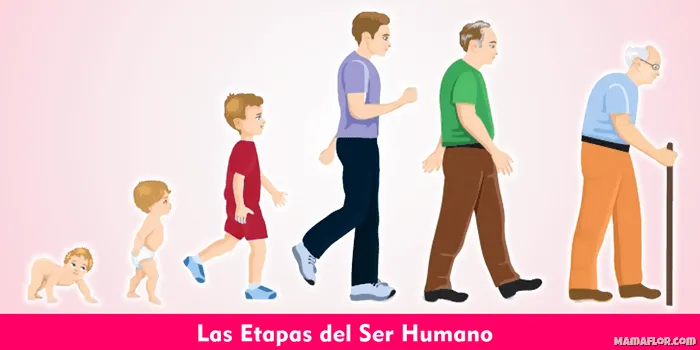 Las Etapas del Ser Humano - Manualidades MamaFlor Las Etapas del Ser Humano - Manualidades MamaFlor