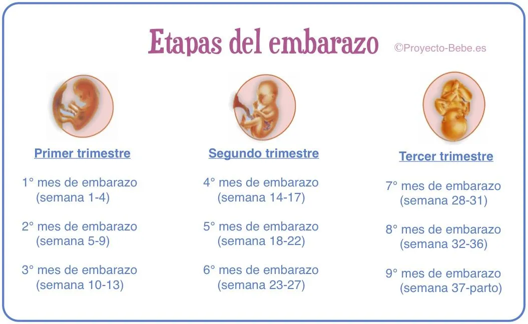 etapas_del_embarazo_1.jpg