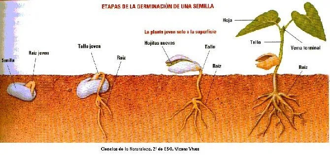 etapas+germinacion+semilla.jpg