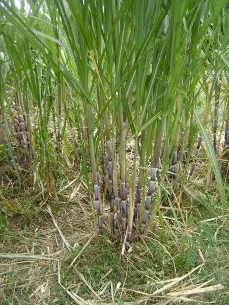ethiopia | Blog de la Asociación Abay
