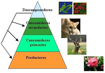 Dibujos de una cadena trofica - Imagui