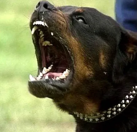 Dos Rottweiler matan a una niña en Argentina Dos Rottweiler matan a una niña en Argentina