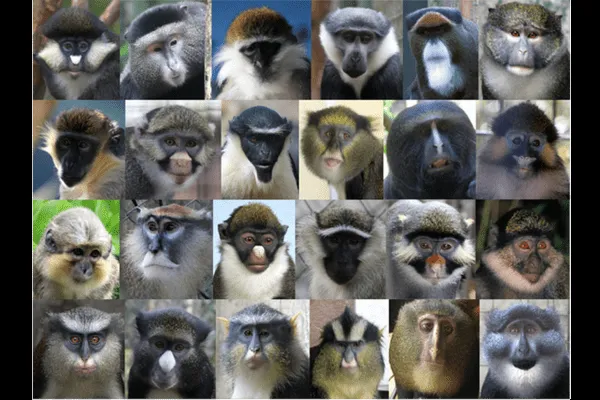 Europa Hoy: Los monos evolucionaron distintas caras para prevenir ...