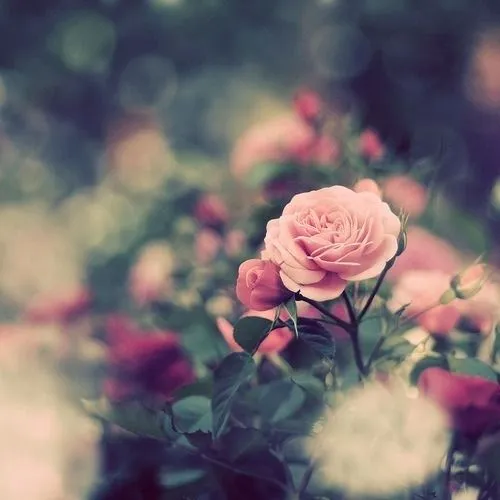 Eu+Tu+Coisinhas=completo: Imagens de flores para tumblr Eu+Tu+Coisinhas=completo: Imagens de flores para tumblr