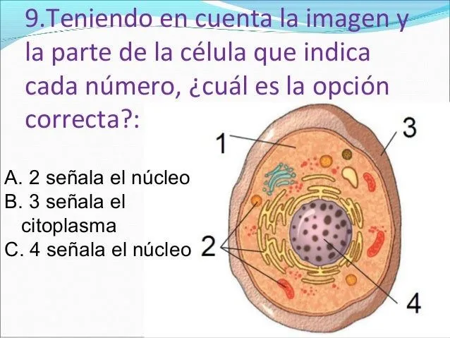 evaluacin-ciencias-naturales- ...