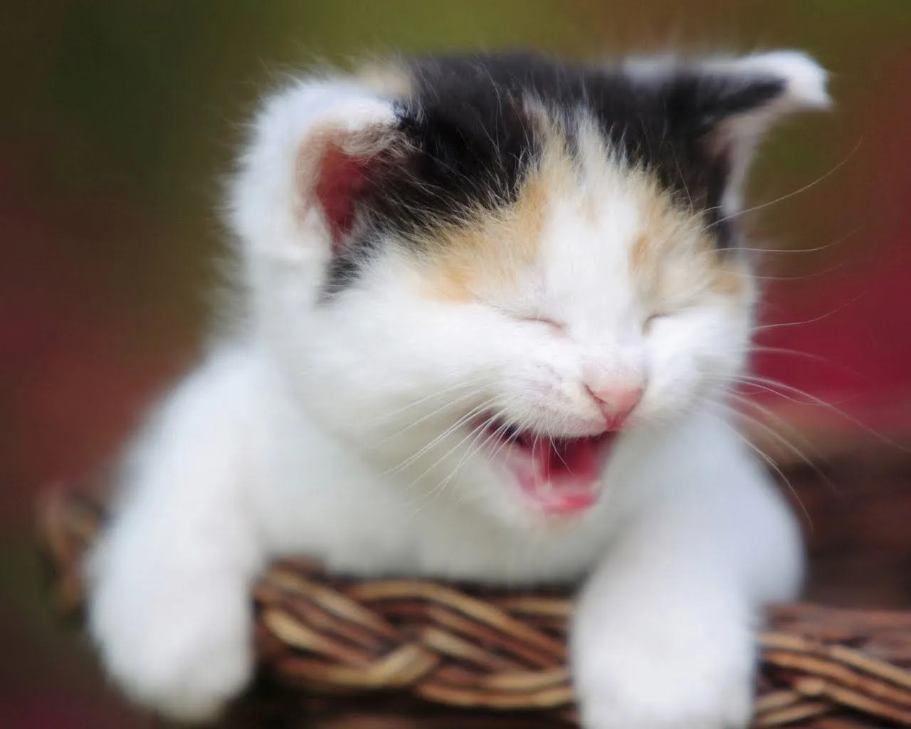 Every Day Wallpaper: Gato Feliz # Happy Cat