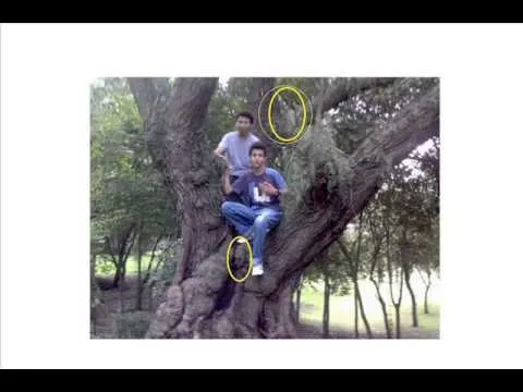 EVIDENCIA DE DUENDES REALES !! NO ES MENTIRA!!! - YouTube EVIDENCIA DE DUENDES REALES !! NO ES MENTIRA!!! - YouTube