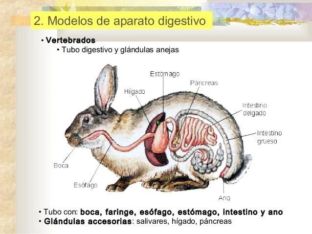 evolucin-del-sistema-digestivo ...