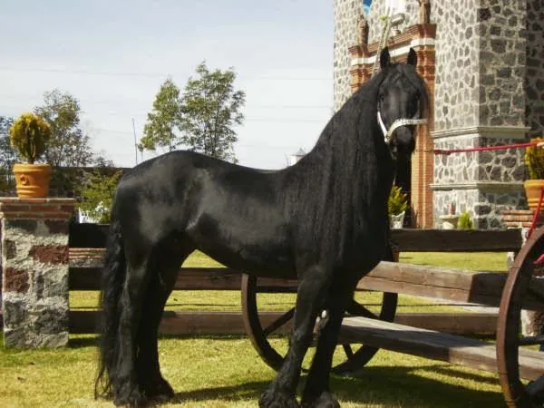 Evolucion del Caballo: EVOLUCION DEL CABALLO Evolucion del Caballo: EVOLUCION DEL CABALLO