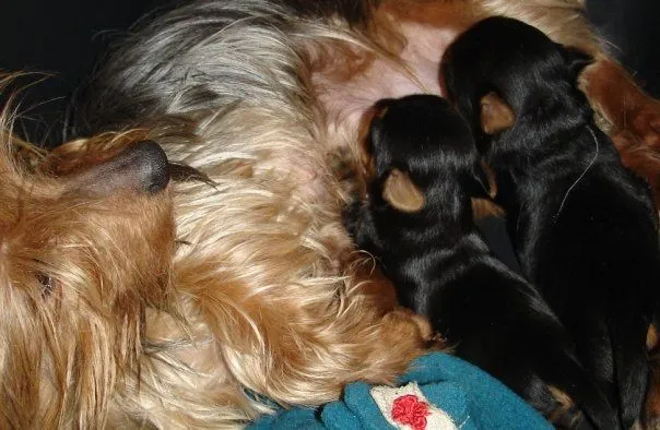 Evolución y Crecimiento de Nuestros bebes ... Evolución y Crecimiento de Nuestros bebes ...