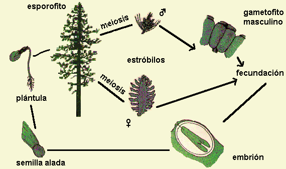 Evolucion floral