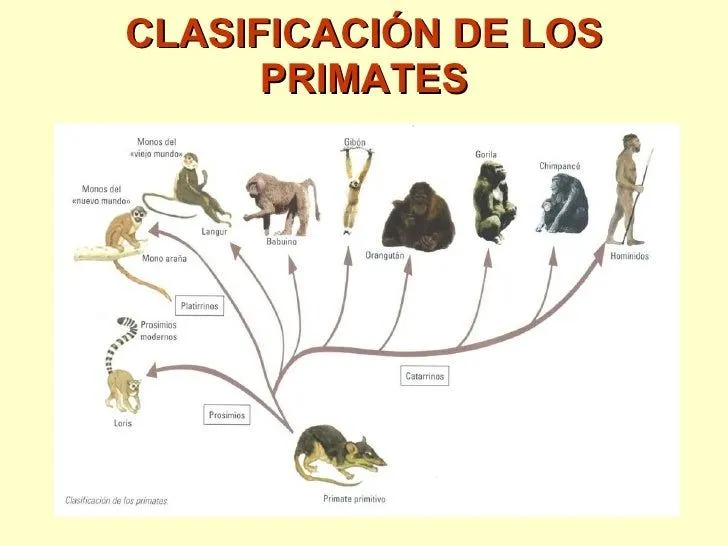 Evolución del hombre