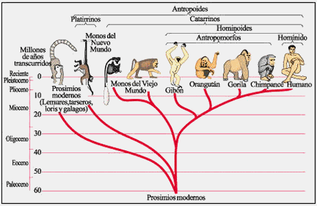 La evolución del hombre (página 2) - Monografias.com La evolución del hombre (página 2) - Monografias.com