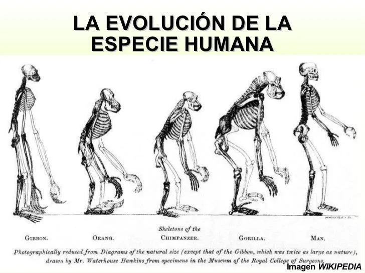 Evolución humana