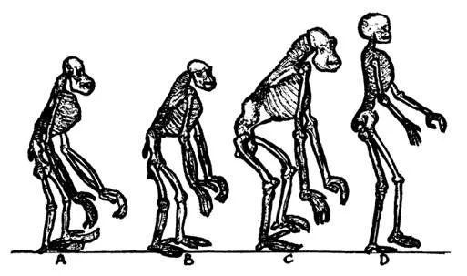 Evolución humana: De primates a hombres. - Taringa! Evolución humana: De primates a hombres. - Taringa!