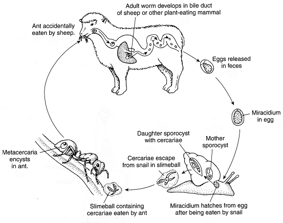 Evolución y Neurociencias: Neuroparasitología. Una revisión