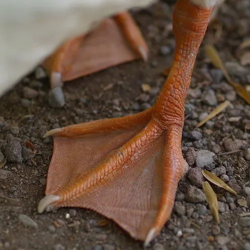 Evolución y teorías | ariadna.tic Evolución y teorías | ariadna.tic