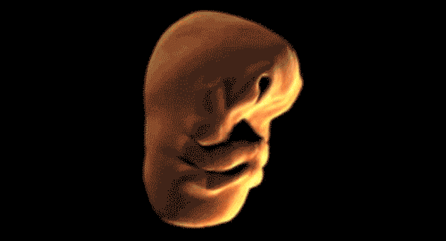 evolution-of-the-face.gif