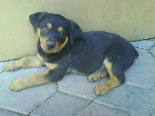 Excelente cachorro rottweiler 2 meses nacido grandote - Distrito ...