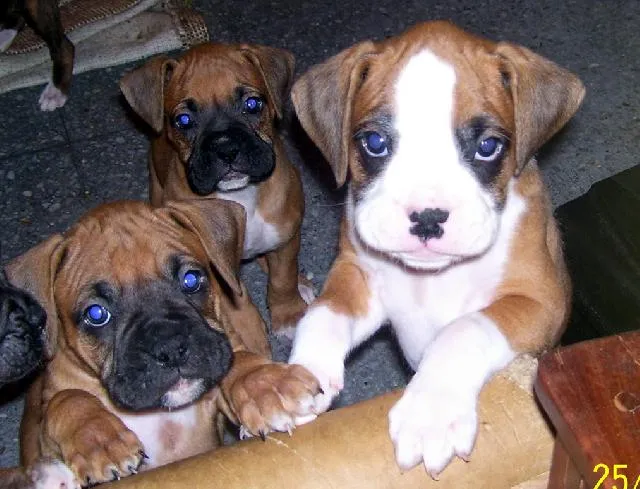 EXCELENTES CACHORROS BOXER en La Plata