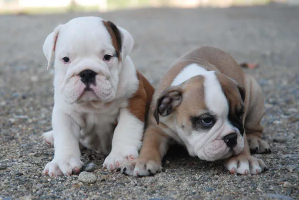 Perros Bulldog - Imagui