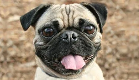 Excelentes nombres para perros pug machos y hembras | Educa a tu ...