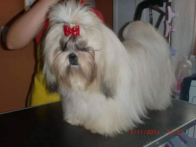 Exclusivos cachorros shih tzu con registro de pedigree completo ...