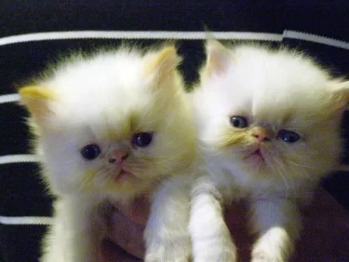 Exelentes cachorros gatos persa - Entre Ríos, Argentina - Animales ...