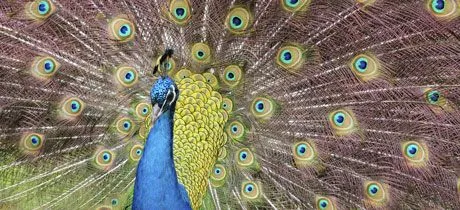 Exhibición de aves exóticas. Naturaleza para niños en Málaga Exhibición de aves exóticas. Naturaleza para niños en Málaga