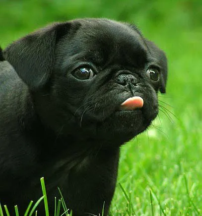 Existential Pugs (@ExistentialHugs) | Twitter Existential Pugs (@ExistentialHugs) | Twitter