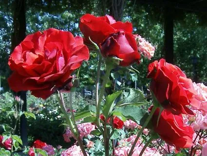 6 Consejos para decorar con flores naturales :: VisitaCasas.com