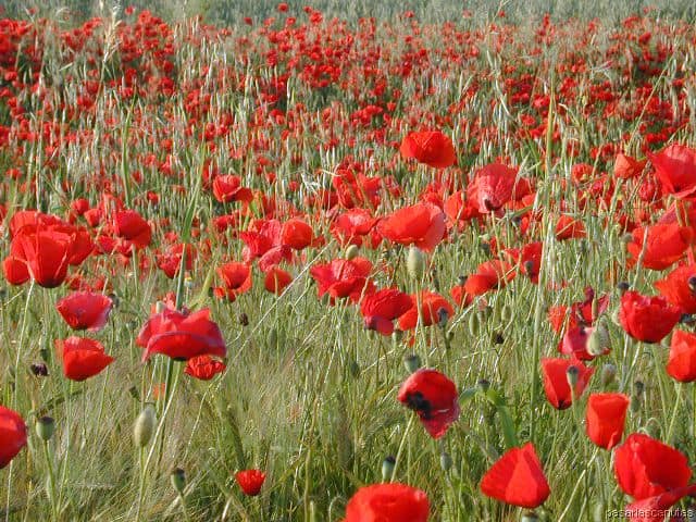 Cómo tener éxito con nuestro jardín de rosas :: VisitaCasas.