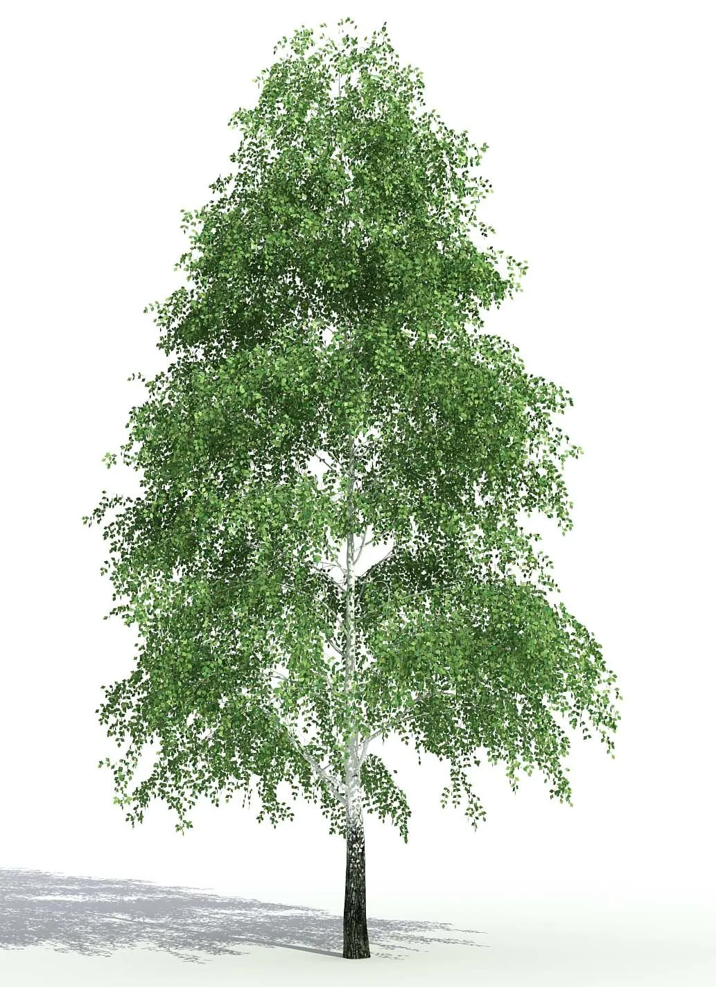Arboles para render - Imagui